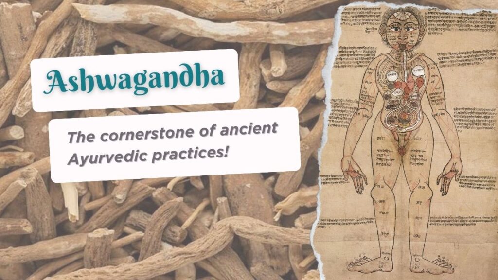 Aswagandha The cornerstone of ancient Ayurvedic practices. Prostaknight.