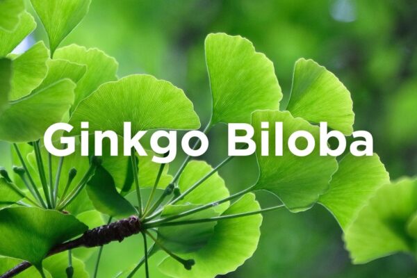 Ginkgo Biloba benefits sleep
