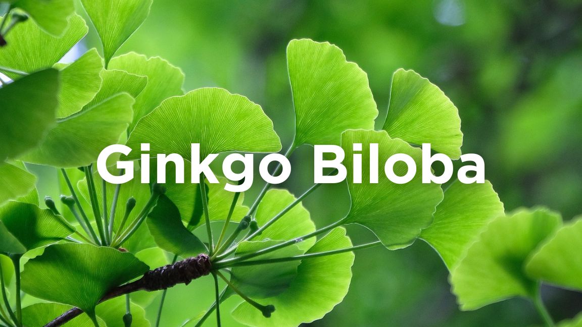 Ginkgo Biloba benefits sleep