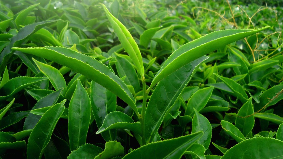 Green Tea Extract Safe Sleep Aid, BPH