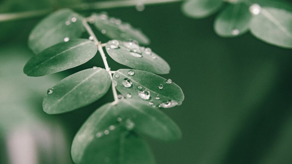 Moringa leaf close-up