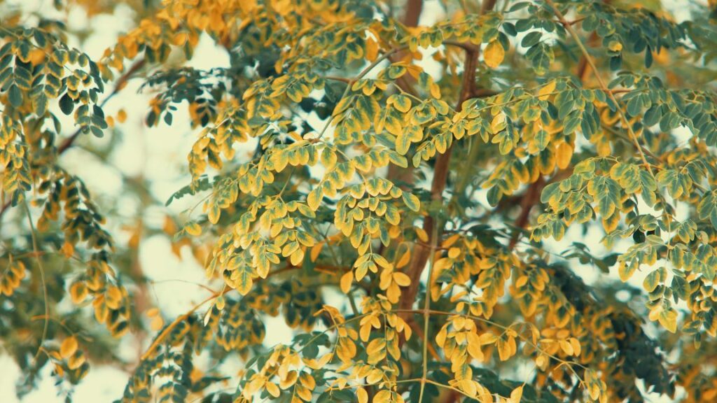 Moringa leaves turning yellow