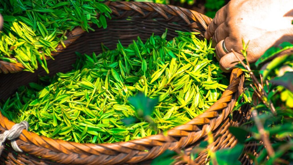 Green tea in a basket