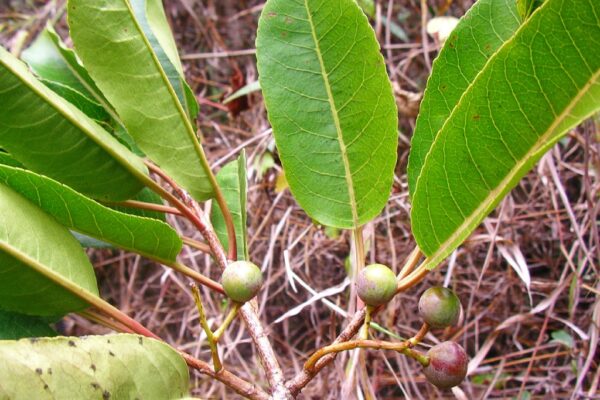 Prunus africana for prostate and sleep