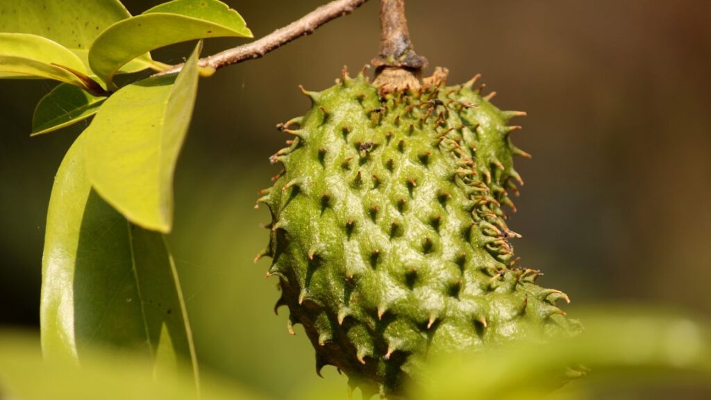 Soursop for prostate health