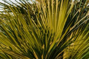 Saw Palmetto Lowering Testosterone