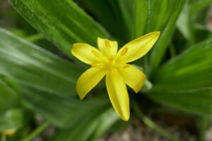 Star Grass Lower Testosterone